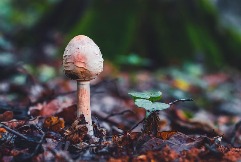 Edible Plants to Grow