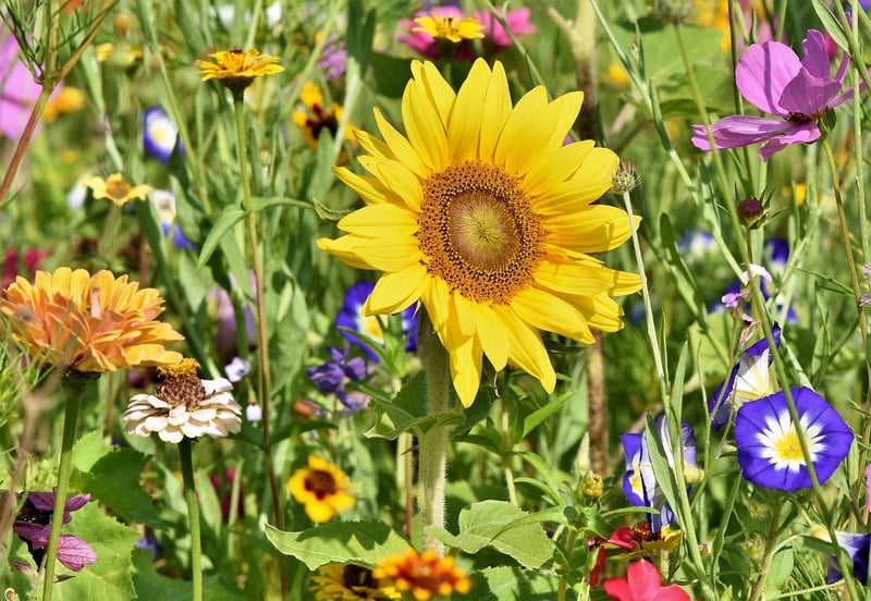 Garden with a variety of plants