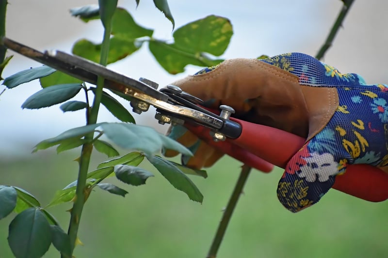 Pruning in the garden
